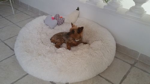 Customer photo review of Lit Apaisant Comfy® |  Pour Chien et Chat