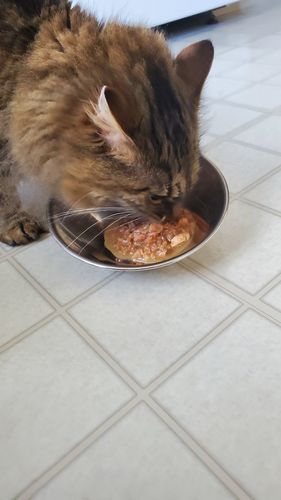 Customer photo review of Tuna & Salmon Recipe Flaked Dinner In Broth Adult Cat Food, 2.8-oz, Case of 12