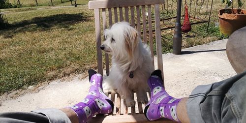 Customer photo review of Chaussettes Personnalisées Animal