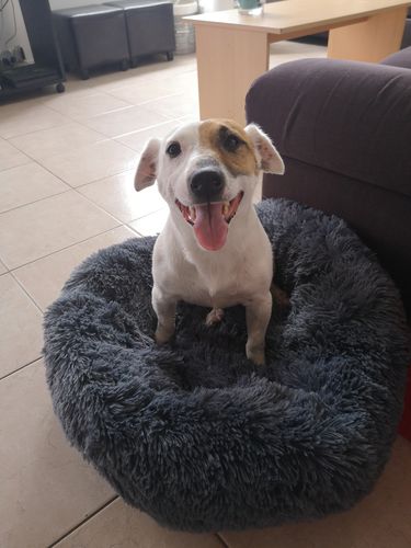 Customer photo review of Lit Apaisant Comfy® |  Pour Chien et Chat