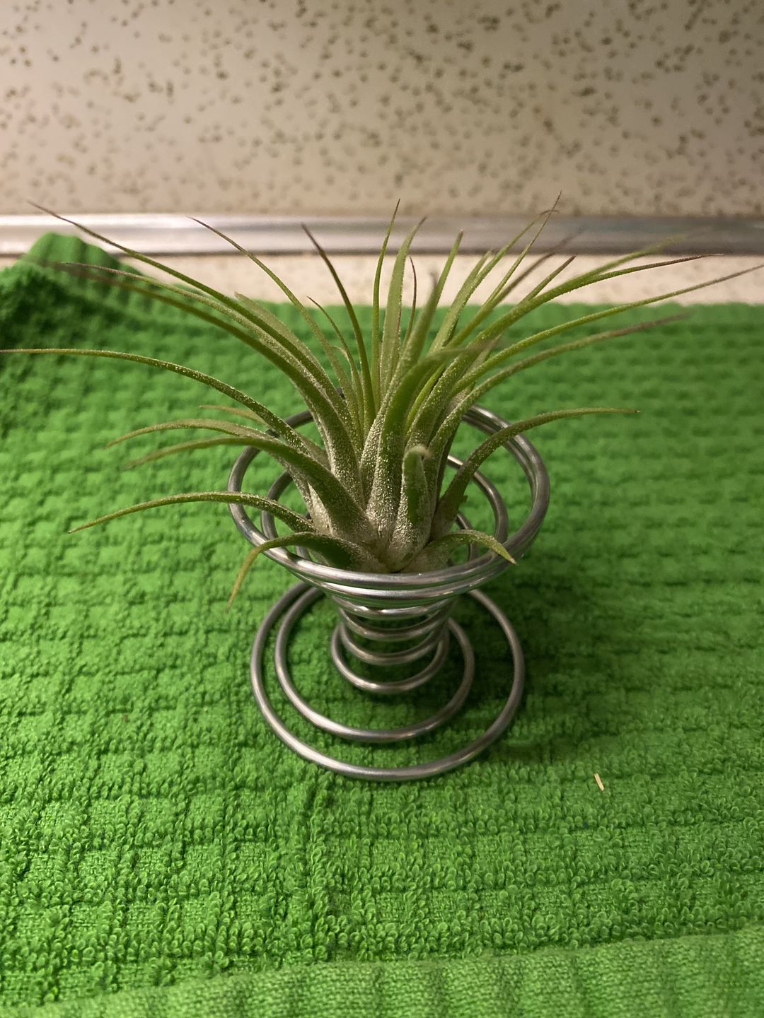 Customer photo review of Ionantha Guatemala