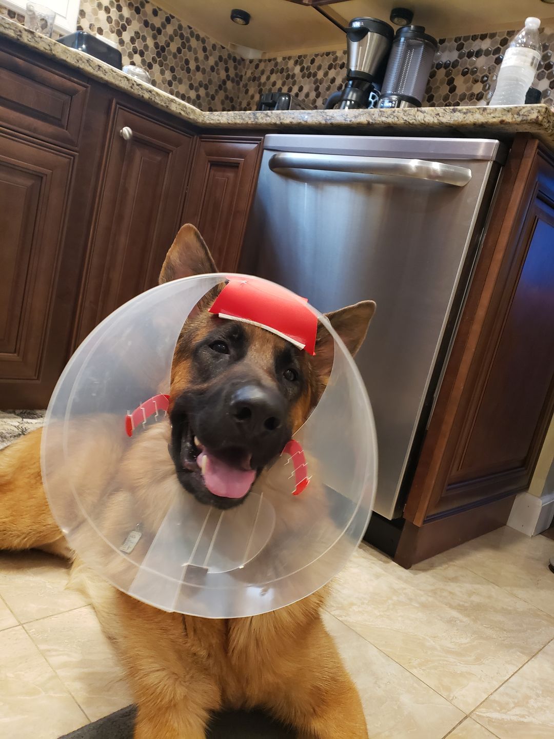 Customer photo review of NovaGuard Recovery Collar