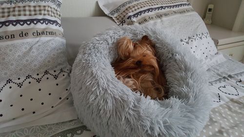 Customer photo review of Lit Apaisant Comfy® |  Pour Chien et Chat