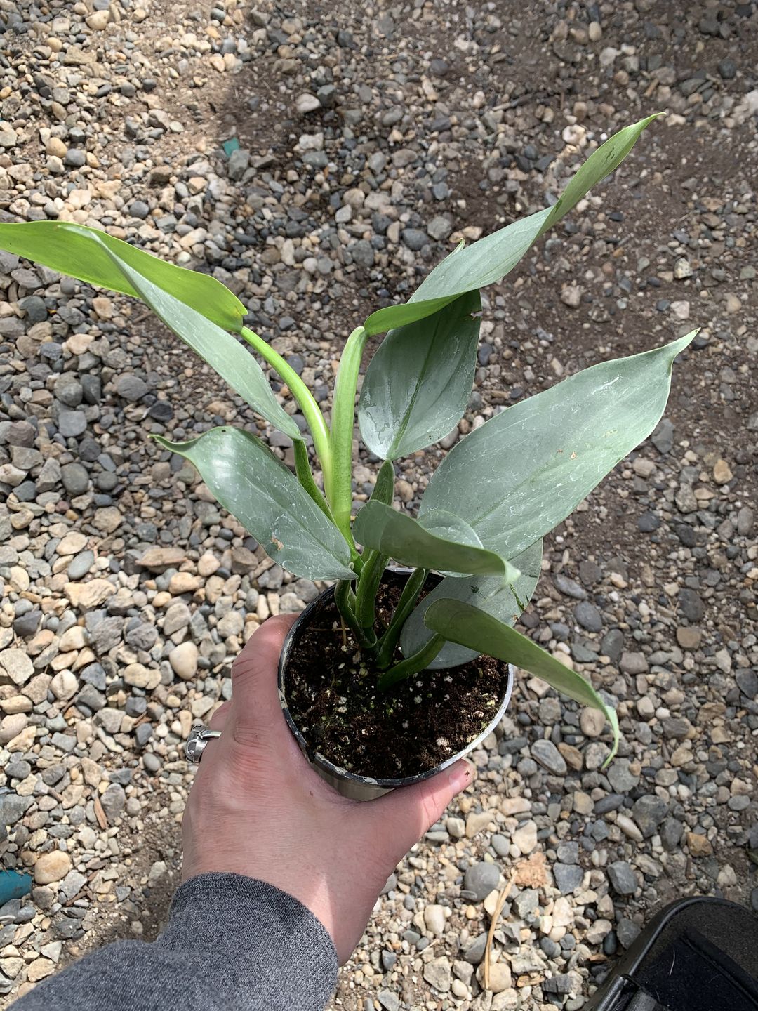 Customer photo review of 4" Alocasia Regal Shield