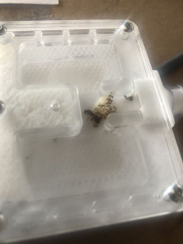 Customer photo review of AntKit Acrylic Nest Series 4 (Size 2)
