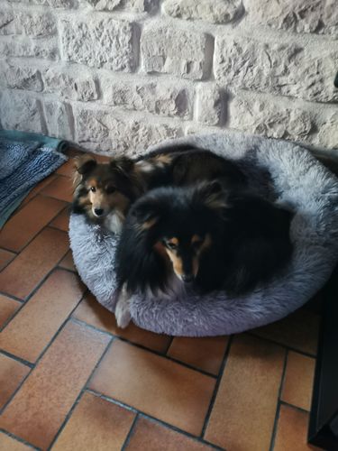 Customer photo review of Lit Apaisant Comfy® |  Pour Chien et Chat