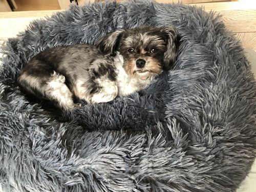 Customer photo review of Lit Apaisant Comfy® |  Pour Chien et Chat