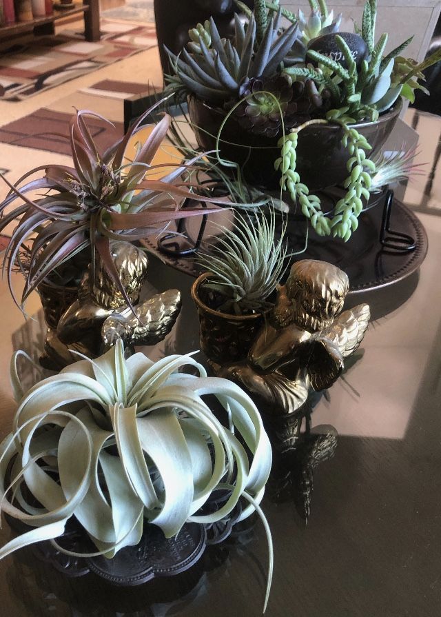 Customer photo review of *6 Pack* Premium Air Plants Mix  *Cannot Be Shipped Internationally*