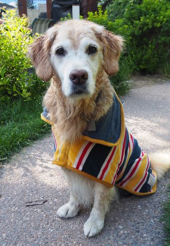 ruff and tumble dog coats reviews