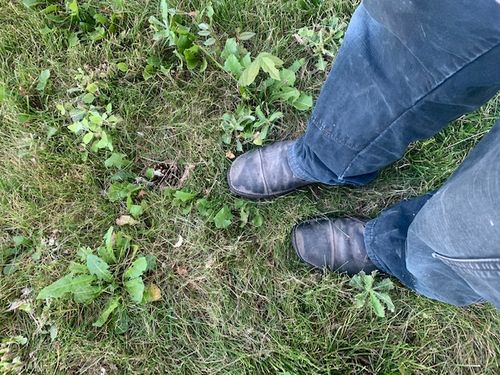 Customer photo review of Lapworth Wax Black Toe Cap