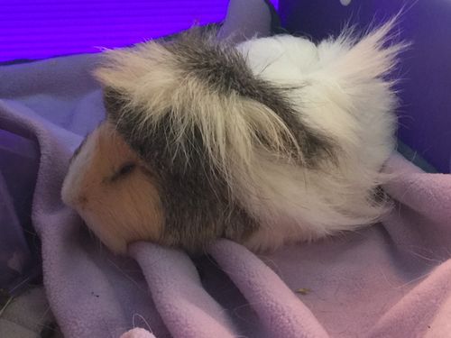Customer photo review of GuineaDad Liner- Full Sizes with Pockets