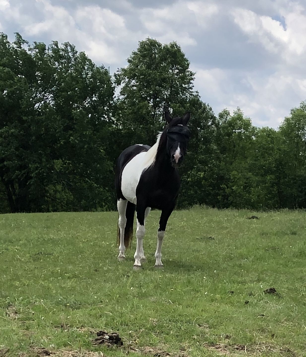Customer photo review of Replacement L-Clip