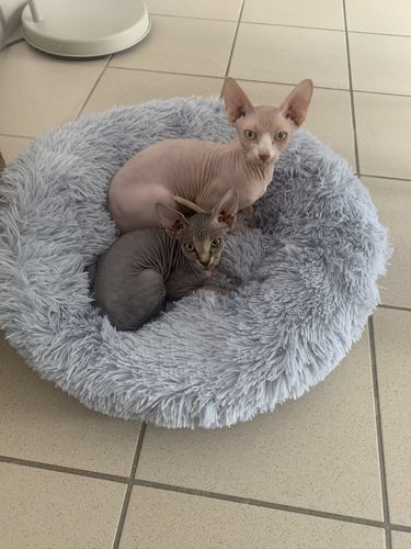 Customer photo review of Lit Apaisant Comfy® |  Pour Chien et Chat