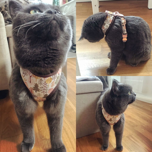 Customer photo review of Boho dog harness vest/ girl spring dog harness
