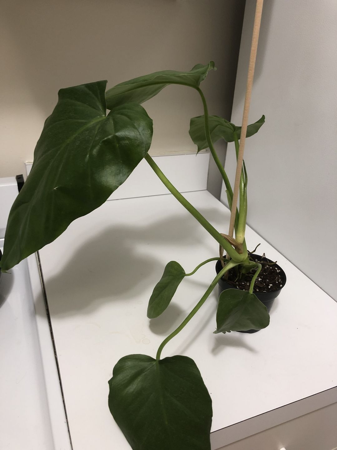 Customer photo review of 4" Philodendron Giganteum