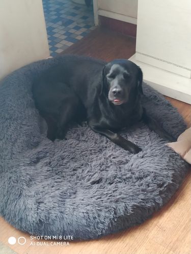 Customer photo review of Lit Apaisant Comfy® |  Pour Chien et Chat