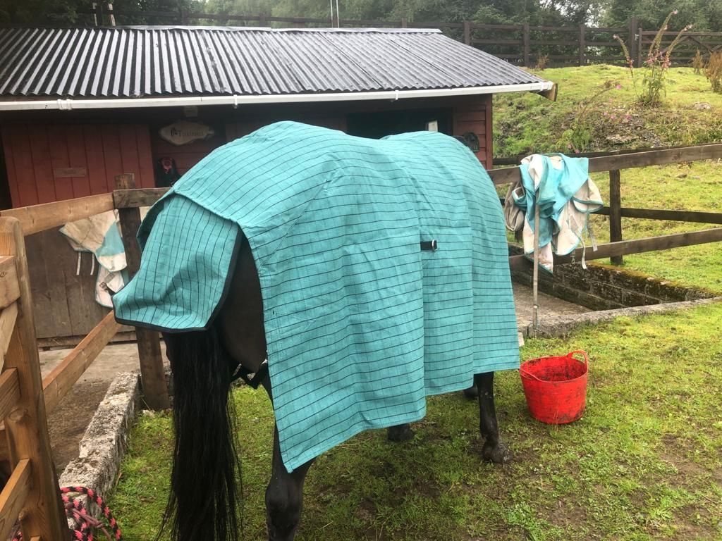 Customer photo review of Canvas Turnout Rug | New Zealand 18oz Wool Lined Rug