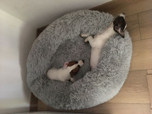Customer photo review of Lit Apaisant Comfy® |  Pour Chien et Chat