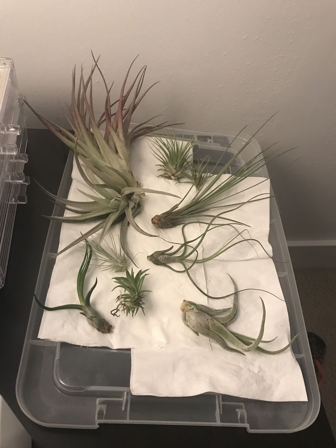 Customer photo review of *6 Pack* Premium Air Plants Mix  *Cannot Be Shipped Internationally*