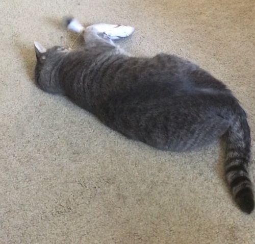 Customer photo review of Floppy Fish Cat Toy