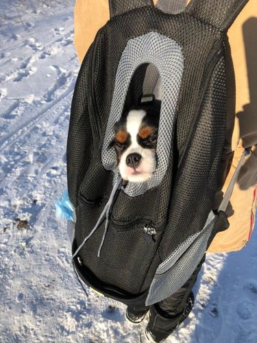 Customer photo review of Petyfy™ Dog Backpack + Lifetime Warranty!