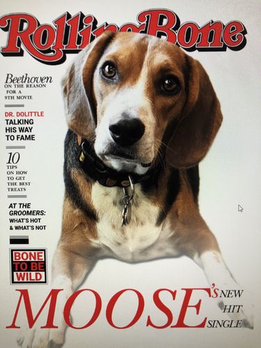 Customer photo review of Posing Pig Custom Print