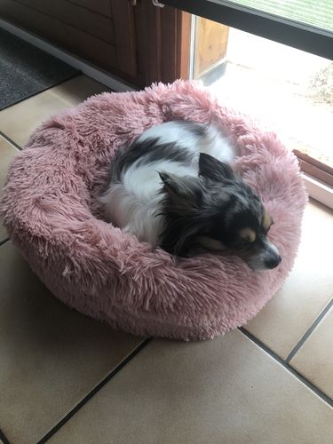 Customer photo review of Lit Apaisant Comfy® |  Pour Chien et Chat