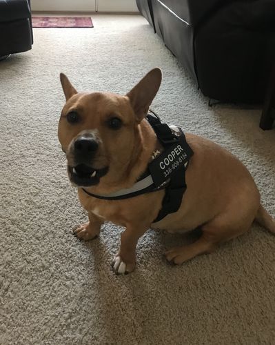 Customer photo review of Lifetime Warranty Personalized NO PULL Dog Harness (FREE Shipping)