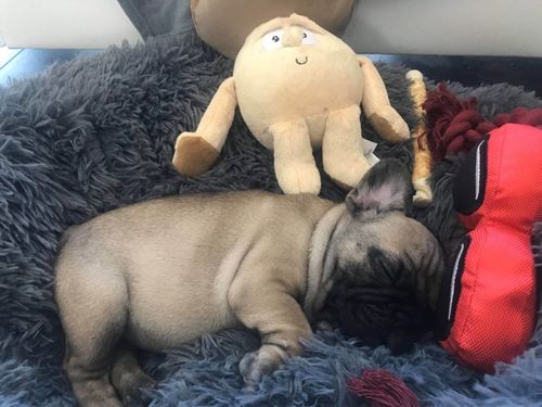 Customer photo review of Lit Apaisant Comfy® |  Pour Chien et Chat
