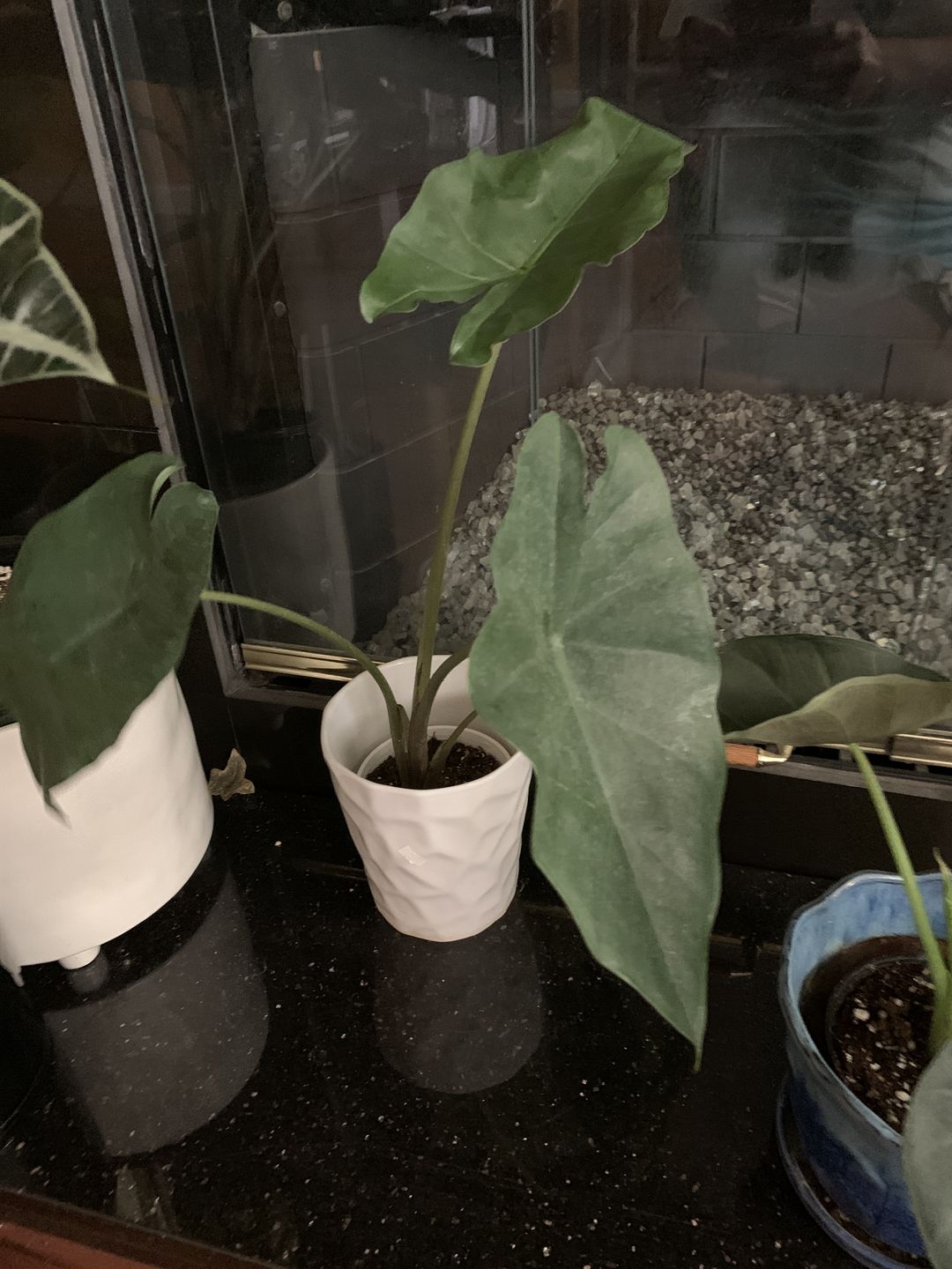 Customer photo review of 4" Alocasia Regal Shield