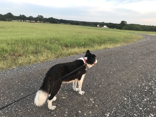 Customer photo review of Canine Cush Hip & Joint Chews