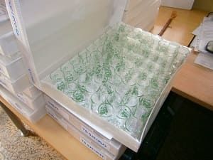 Customer photo review of Schnapsglas 2cl Standard mit Ihrem Text, Motiv, Logo
