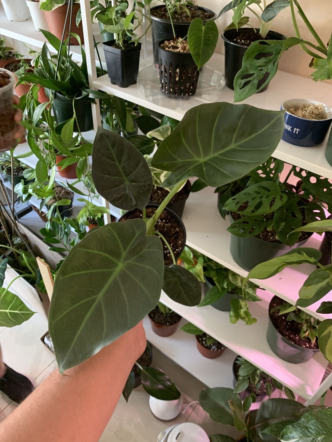 Customer photo review of 4" Alocasia Regal Shield