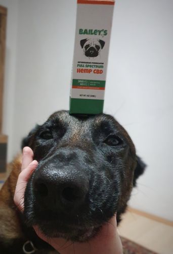 Customer photo review of Bailey's Full Spectrum Hemp Oil For Dogs w/ 300MG Naturally Occurring CBD