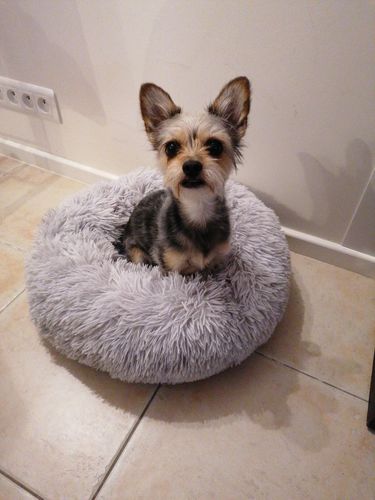 Customer photo review of Lit Apaisant Comfy® |  Pour Chien et Chat