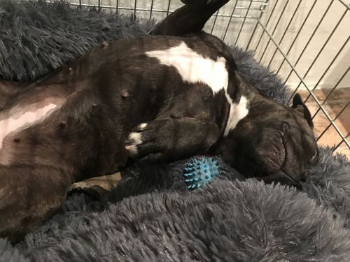 Customer photo review of Lit Apaisant Comfy® |  Pour Chien et Chat