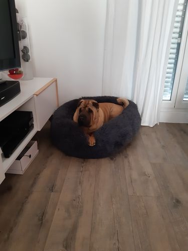 Customer photo review of Lit Apaisant Comfy® |  Pour Chien et Chat