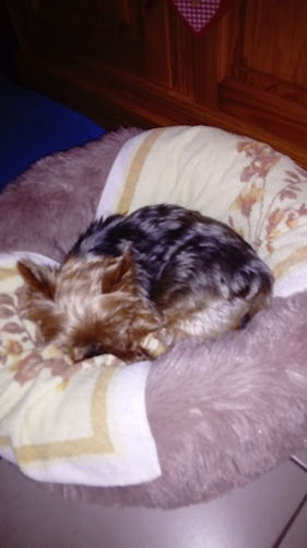 Customer photo review of Lit Apaisant Comfy® |  Pour Chien et Chat