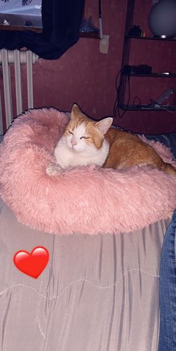 Customer photo review of Lit Apaisant Comfy® |  Pour Chien et Chat