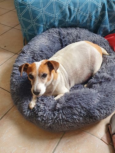 Customer photo review of Lit Apaisant Comfy® |  Pour Chien et Chat