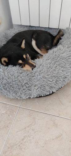 Customer photo review of Lit Apaisant Comfy® |  Pour Chien et Chat