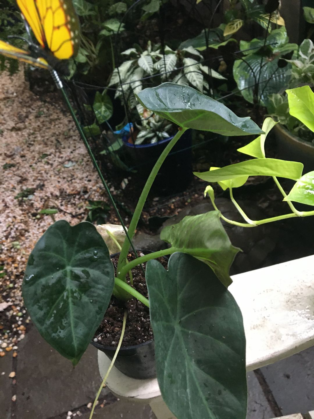 Customer photo review of 4" Alocasia Regal Shield