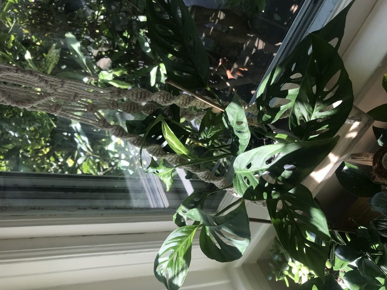 Customer photo review of 4" Monstera Adansonii (Narrow Leaf)