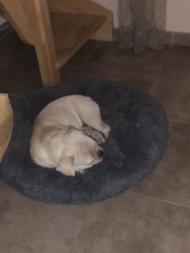 Customer photo review of Lit Apaisant Comfy® |  Pour Chien et Chat