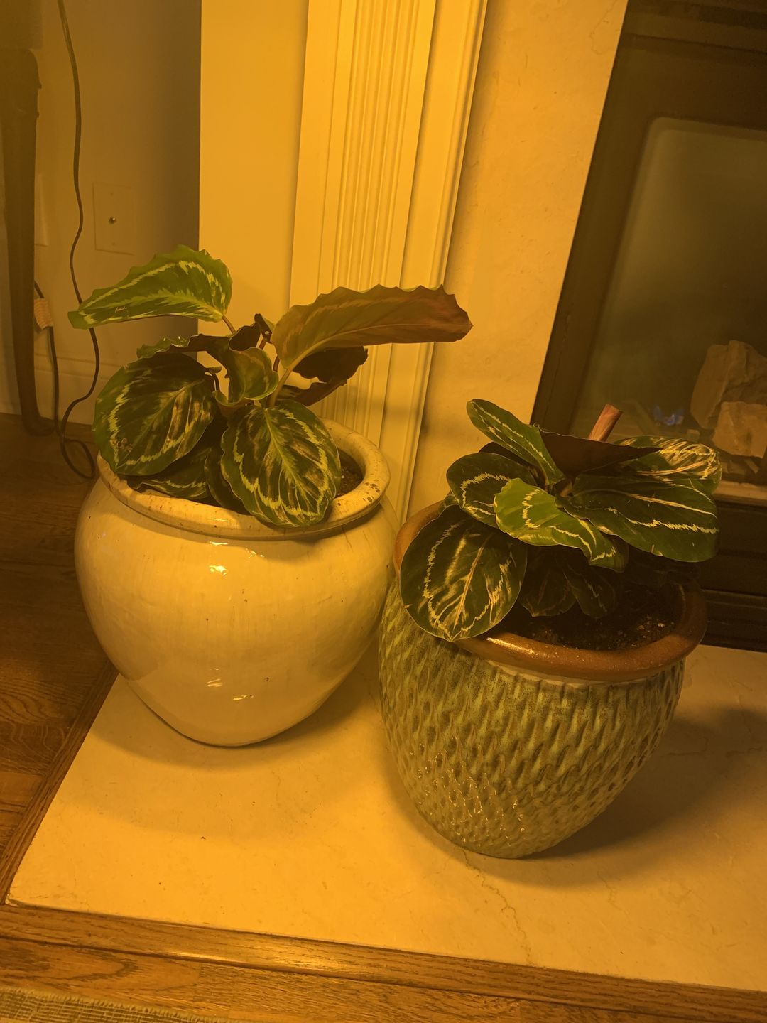 Customer photo review of 4" Calathea roseopicta 'Dottie'