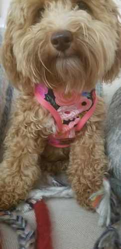 Customer photo review of Juliet in Black harness (coral trim) / Rifle paper co