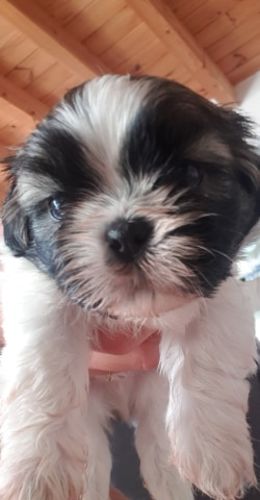 Customer photo review of Lit Apaisant Comfy® |  Pour Chien et Chat