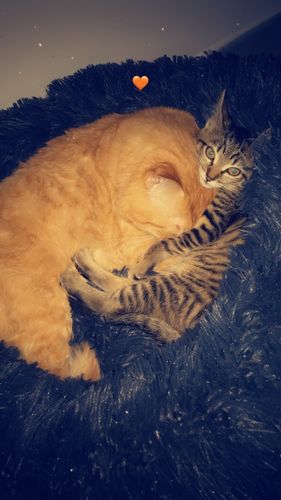 Customer photo review of Lit Apaisant Comfy® |  Pour Chien et Chat