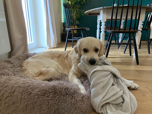 Customer photo review of Lit Apaisant Comfy® |  Pour Chien et Chat