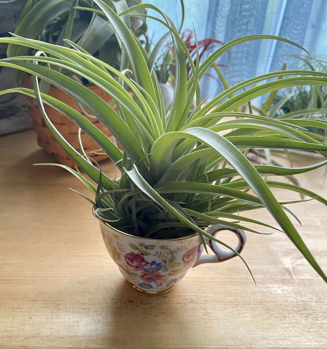 Customer photo review of X Betty  (xerographica x brachycaulos)  *Cannot Be Shipped Internationally*